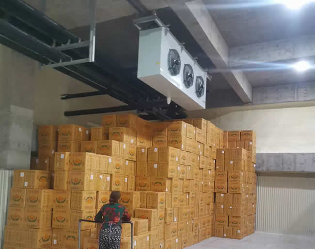 催熟庫(kù)建造:香蕉保鮮催熟庫(kù)